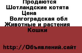 Продаются Шотландские котята › Цена ­ 1 500 - Волгоградская обл. Животные и растения » Кошки   